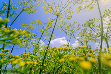 field of wild flowers ,blue sky and clouds