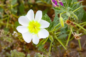borrego springs flower (super bloom)
