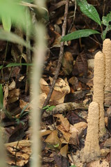 mushrooms in the forest