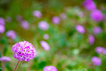 borrego springs flower (super bloom)