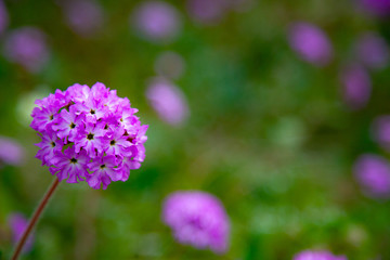 borrego springs flower (super bloom)