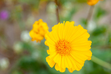borrego springs flower (super bloom)