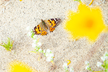 borrego springs flower (super bloom)
