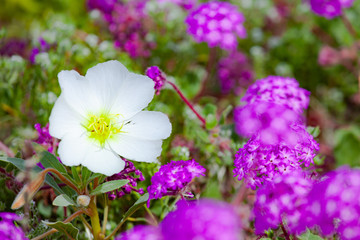 borrego springs flower (super bloom)