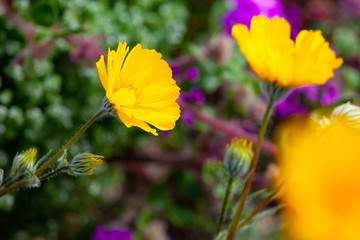 borrego springs flower (super bloom)