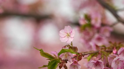 Flowers in spring series: Blossoms of Cherry flowers in small clusters on a cherry tree branch in breeze, close up view, 4K movie, slow motion.	