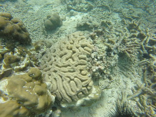 seychelles coral