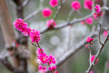 Red plum blossoms, Narita city, Chiba Prefecture, Japan