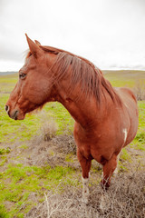 horses in a field 