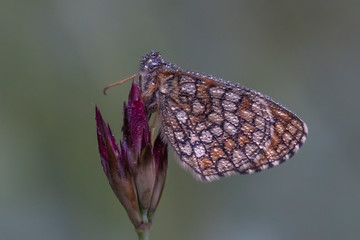 butterfly on flower
