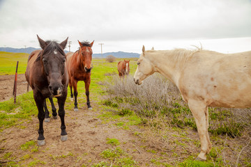 horses in a field 