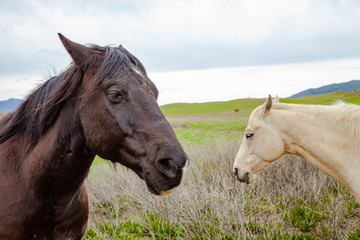 Obraz na płótnie Canvas horses in a field 