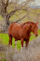 horses in a field 