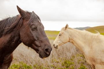 Fototapeta na wymiar horses in a field 