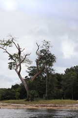 florest Amazonic Brazil