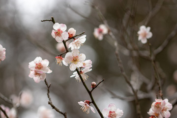 White plum blossoms, Narita city, Chiba Prefecture, Japan