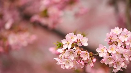 Flowers in spring series: Blossoms of Cherry flowers in small clusters on a cherry tree branch in breeze, close up view, 4K movie, slow motion.	