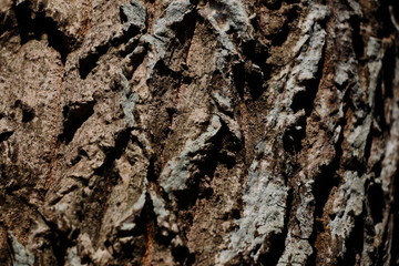 Texture - a bark of an old tree