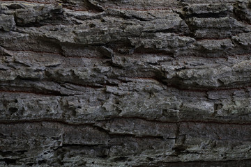 Naklejka premium Texture - a bark of an old tree