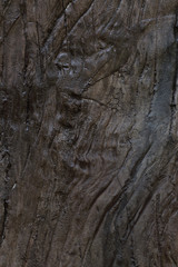 Texture - a bark of an old tree