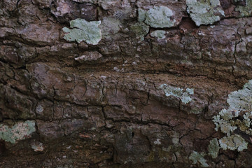 Texture - a bark of an old tree