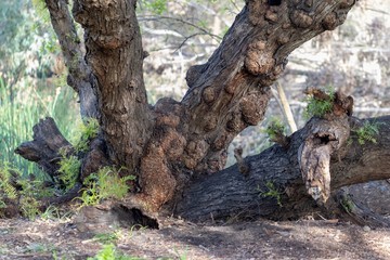 trunk of a tree