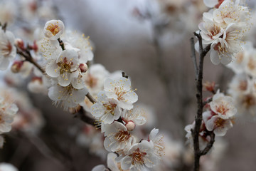 White plum blossoms, Narita city, Chiba Prefecture, Japan