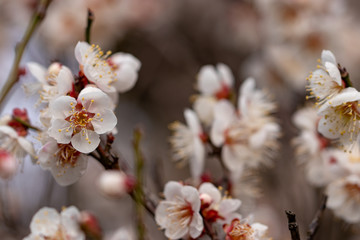 White plum blossoms, Narita city, Chiba Prefecture, Japan