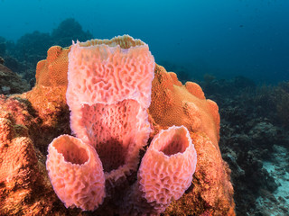 Seascape of coral reef in the Caribbean Sea around Curacao at dive site Grote Knip with various...