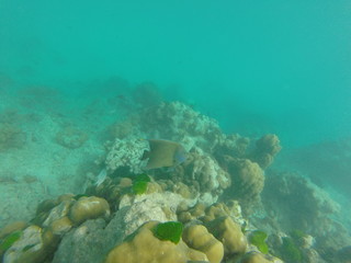 Fototapeta na wymiar coral restoration