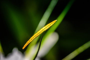 Close up of flower pollen