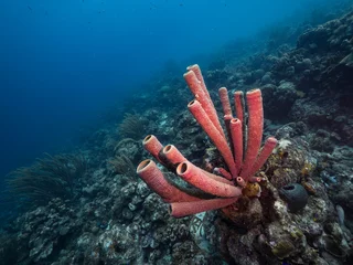 Fototapeten Meereslandschaft des Korallenriffs im karibischen Meer um Curacao am Tauchplatz Grote Knip mit verschiedenen Korallen und Schwämmen © NaturePicsFilms