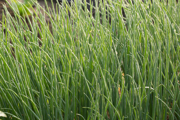 Onion at the kitchen garden on morning light