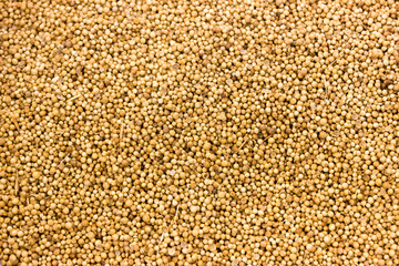 coriander seed