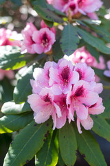 pink flowers in garden