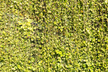 Green leaf background with vine wall