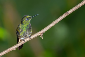 Female Booted Racket-tail Humming Bird (Ocreatus underwoodii), Tandayapa Area, Ecuador