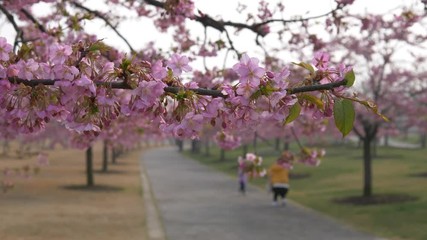Flowers in spring series: Blossoms of Cherry flowers in small clusters on a cherry tree branch in breeze, with defocused walking tourists background, 4K movie, slow motion.