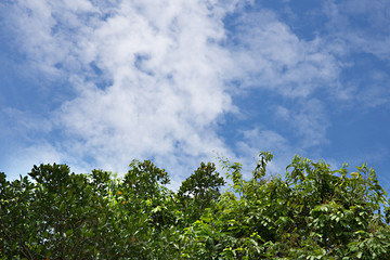 Trees And The Blue Sky