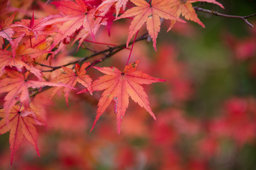 red maple leaves in autumn