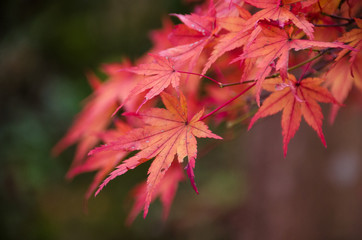 red maple leaves in autumn