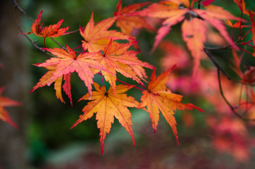 Naklejka na ściany i meble red maple leaves in autumn