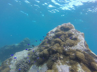 seychelles snorkeling