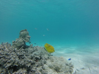 seychelles snorkeling