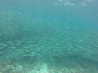 seychelles snorkeling
