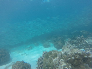 Fototapeta na wymiar seychelles snorkeling