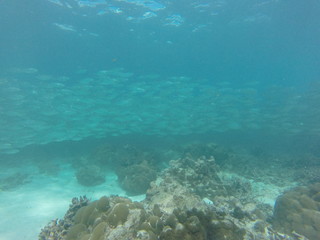 snorkeling seychelles