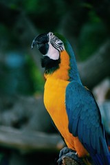 Colorful Macaw Parrot