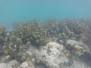 seychelles snorkeling