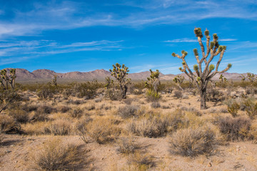 Joshua tree national park